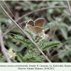 polyommatus cyaneus yurinekrutenko female 2